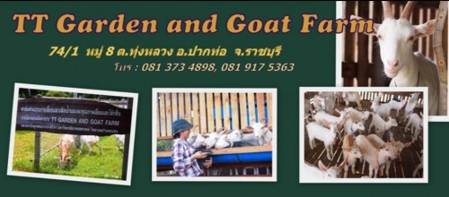 Goat farm, goat milk, goat body lotion and soap